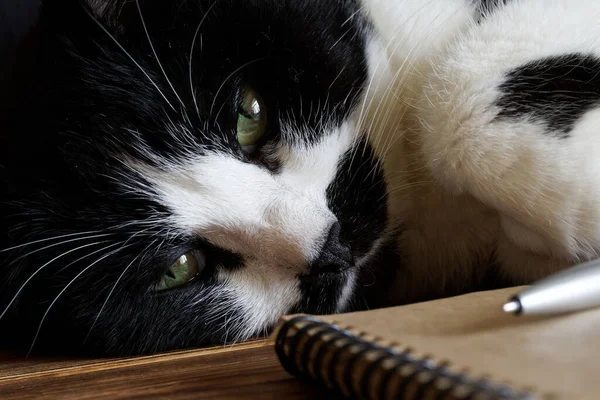 ノートパッドと噴水のペンの横には面白いかわいい猫が休んでいます 猫の回想録の概念 ペットの夢 — ストック写真