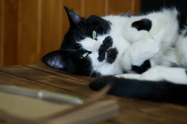ノートとペンの横に小さなかわいい猫が横たわっています 猫の回想録 休息とProcrastatingの概念 木製の背景 — ストック写真