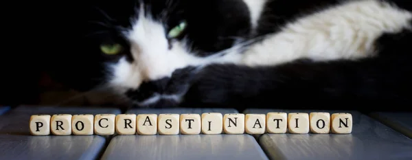 いやらしい可愛い猫の隣の言葉の魅力 心理学と精神療法からの用語の教育概念 ウェブバナー — ストック写真