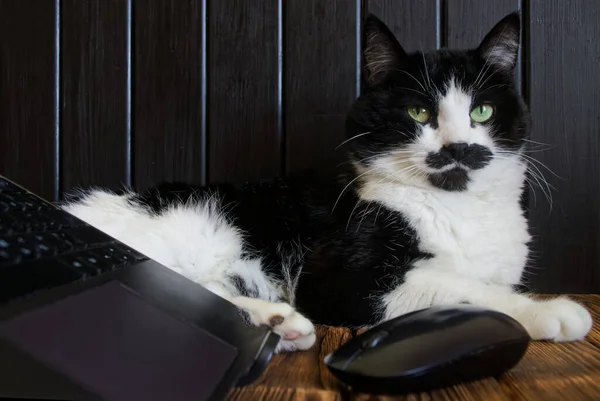 Funny Cute Cat Next Open Laptop Computer Wireless Mouse Wooden —  Fotos de Stock