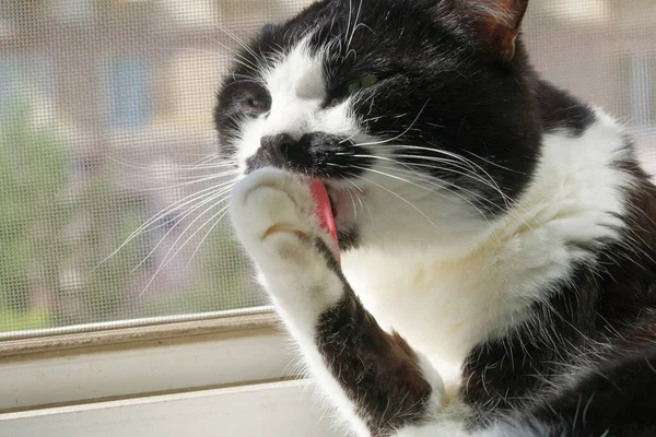 Gato Preto Branco Contente Lambe Pata Enquanto Está Sentado Uma — Fotografia de Stock