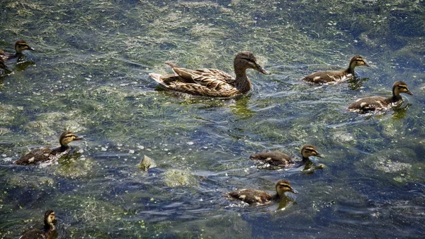 Kleine Entchen Schwimmen Mit Einer Entenmutter Auf Einem Versandeten Teich — Stockfoto