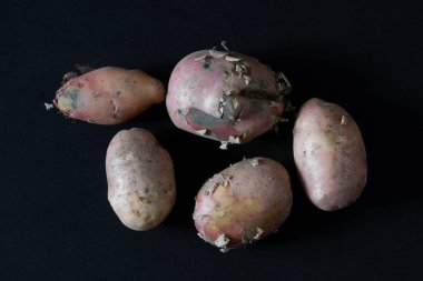 Kabuğu soyulmamış, yeni kazılmış, koyu bir arka planda beş patates. Minimalizm. Yakın plan.