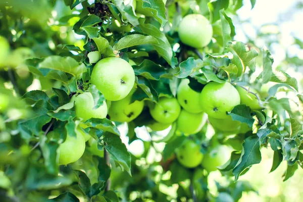 Pommes Vertes Sur Une Branche Prête Être Récoltée Extérieur Sélectives — Photo