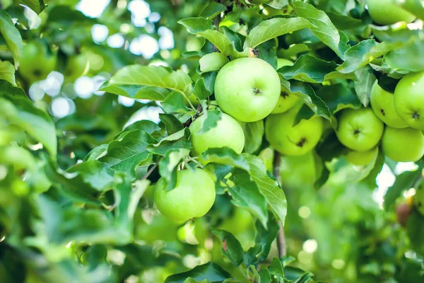 Pommes Vertes Sur Une Branche Prête Être Récoltée Extérieur Sélectives — Photo