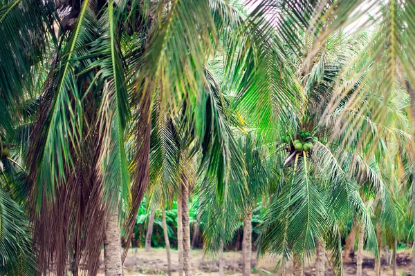 Pole Kokosových Stromů Modrá Obloha Palmy Kokosovými Ořechy — Stock fotografie
