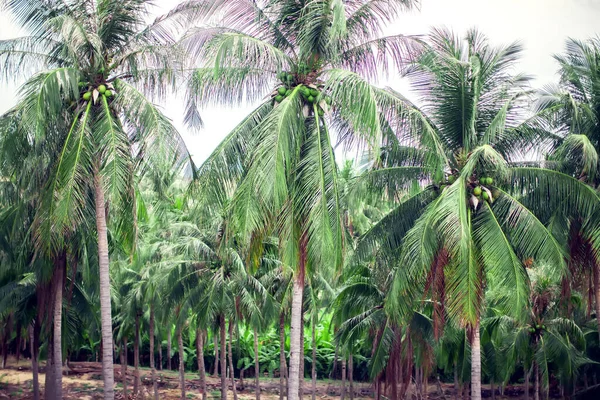Pole Kokosových Stromů Modrá Obloha Palmy Kokosovými Ořechy — Stock fotografie