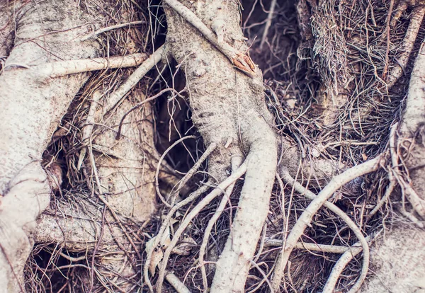 Banyan Strom Kmenové Textury Kořen Stromu — Stock fotografie