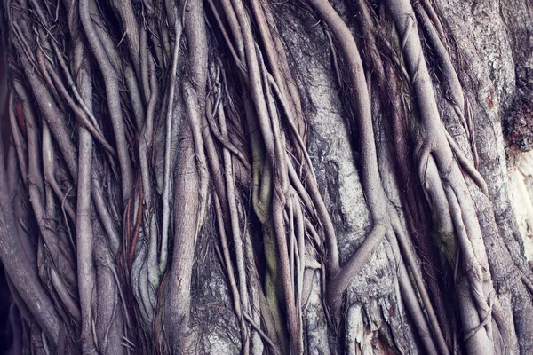 Ρίζα Δέντρου Κορμού Δέντρου Banyan — Φωτογραφία Αρχείου