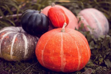 Çimen arka planda farklı türde bal kabakları. Sonbahar hasadı. Sezon ürünü