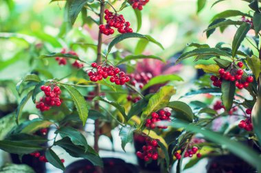 Ardisia Crenata (Myrsinaceae) küçük ve parlak kırmızı meyveler yetiştirir