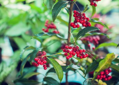 Ardisia Crenata (Myrsinaceae) küçük ve parlak kırmızı meyveler yetiştirir