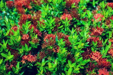 Ixora, Rubiaceae familyasından bir bitki cinsidir. Parktaki bahçede Ixora çiçekleri