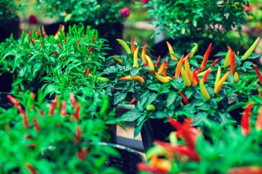 Genç kuşların gözü kırmızı ve yeşil biberli kırmızı biberli ağacına yaklaş.