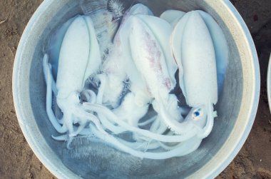 Taze mürekkep balığı ve mürekkep balığı buzla pişirilmeye hazır.