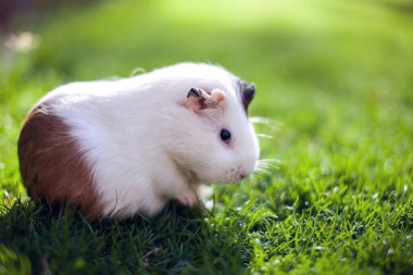 Bahçedeki yeşil çimlerde beyaz ve kahverengi kobay faresi. 