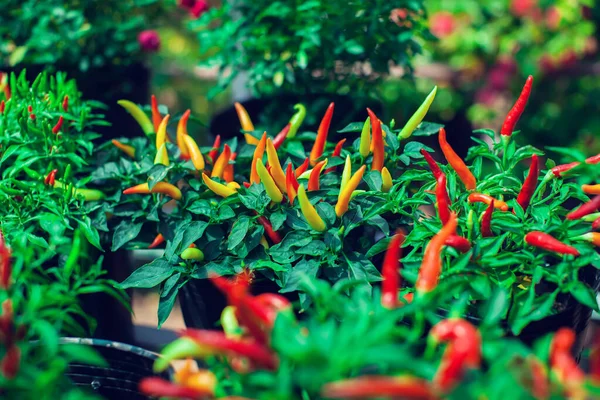 Nahaufnahme Des Jungen Birds Eye Chili Baums Mit Seinen Chilischoten — Stockfoto