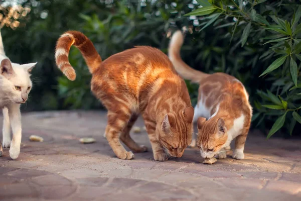 Viele Hungrige Obdachlose Katzen Auf Der Straße Tierschutzkonzept — Stockfoto