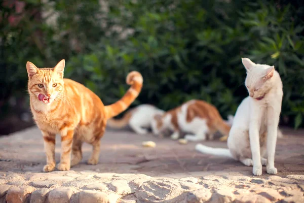 Sokakta Bir Sürü Evsiz Kedi Var Hayvan Koruma Kavramı — Stok fotoğraf