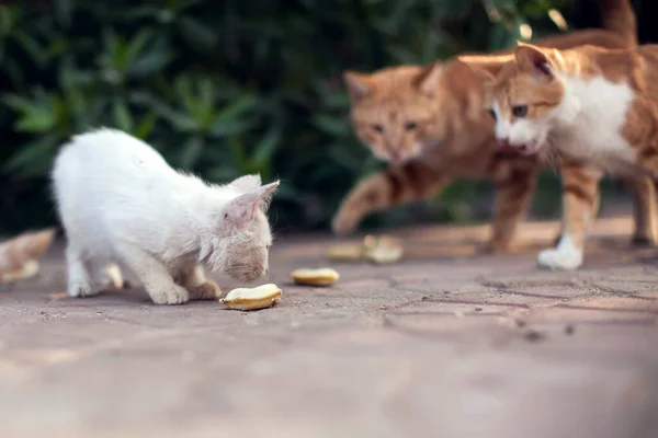 Sokakta Bir Sürü Evsiz Kedi Var Hayvan Koruma Kavramı — Stok fotoğraf