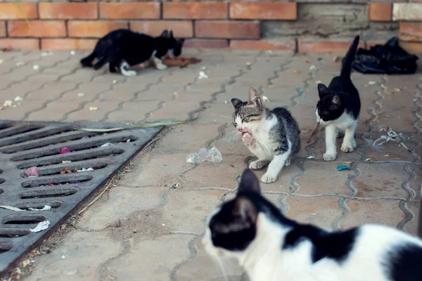 Gato Sin Hogar Calle Concepto Protección Animal — Foto de Stock