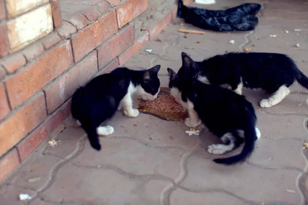 无家可归的小猫在街上吃东西 动物保护概念 — 图库照片