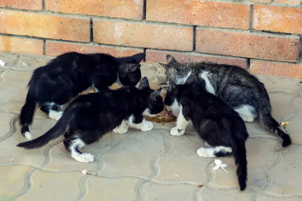 Gatinhos Sem Abrigo Comer Comida Rua Conceito Protecção Animal — Fotografia de Stock