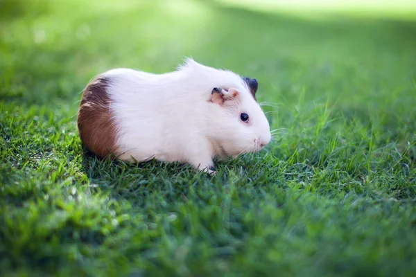 stock image White and brown colors guinea pig on the green grass in the garden. 