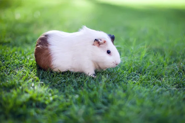 Stock image White and brown colors guinea pig on the green grass in the garden. 