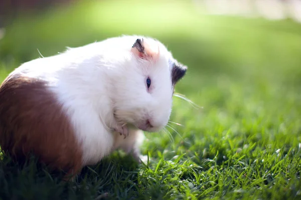 Bahçedeki yeşil çimlerde beyaz ve kahverengi kobay faresi. 