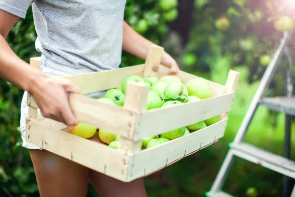 Bahçede kısa saçlı, gülen bir kadın ağaçtan elma topluyor, sağlıklı besleniyor ve yaşam tarzı kavramı geliştiriyor.