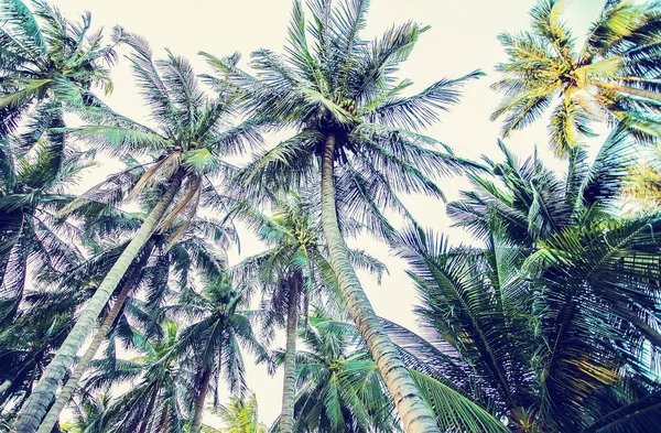 Branches Cocotiers Sous Ciel Sur Fond Plage — Photo