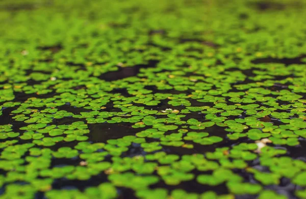 Přírodní Zelená Kachna Vodě Jako Pozadí Nebo Textura — Stock fotografie