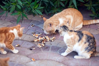 Evsiz kediler dışarıda yemek yerler. Hayvan koruma kavramı