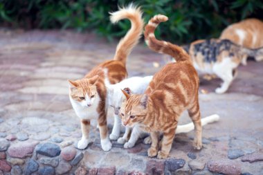 Evsiz kediler dışarıda. Hayvan koruma kavramı