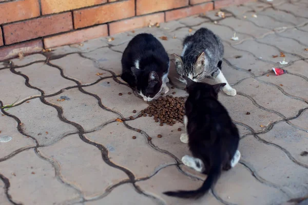 ホームレスの空腹の子猫は通りで食べ物を食べる 動物保護の概念 — ストック写真