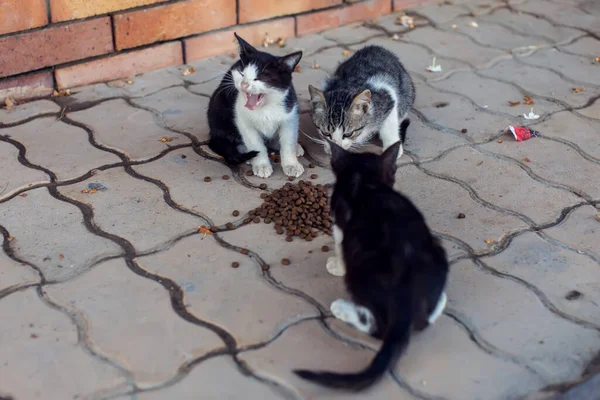 Bezdomne Głodne Kociaki Jedzące Jedzenie Ulicy Koncepcja Ochrony Zwierząt — Zdjęcie stockowe