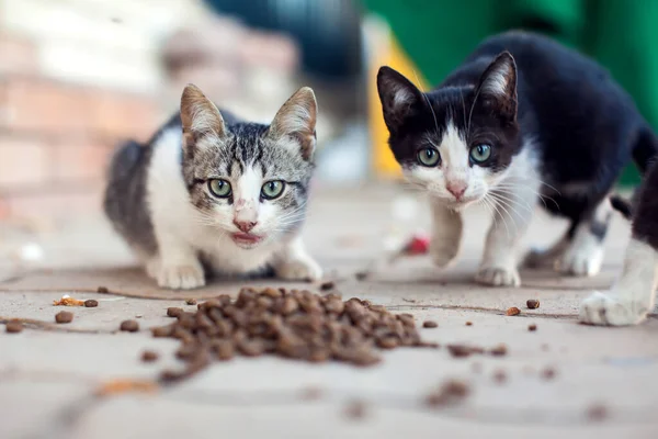 Evsiz Kediler Sokakta Yemek Yiyorlar Hayvan Koruma Kavramı — Stok fotoğraf