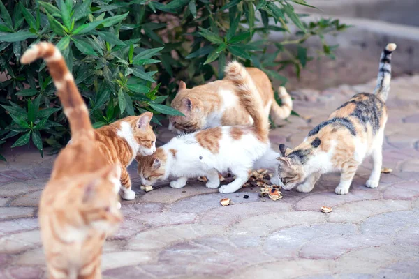 Kočky Bez Domova Jedí Venku Koncept Ochrany Zvířat — Stock fotografie