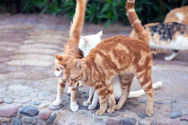 Gatos Sem Abrigo Livre Conceito Protecção Animal — Fotografia de Stock