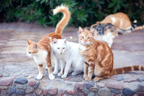 Gatos Sin Hogar Aire Libre Concepto Protección Animal —  Fotos de Stock