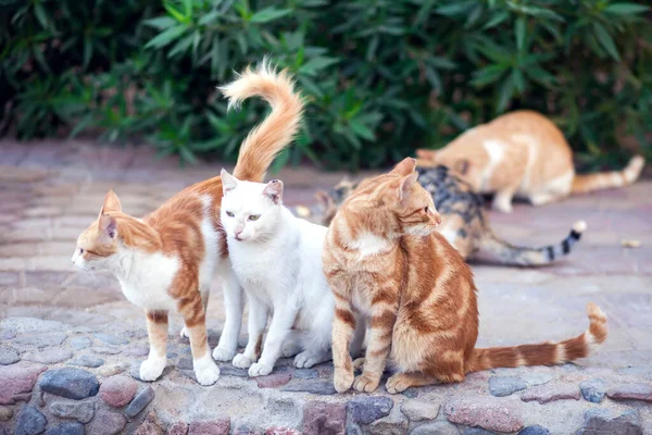 Gatos Sin Hogar Aire Libre Concepto Protección Animal —  Fotos de Stock