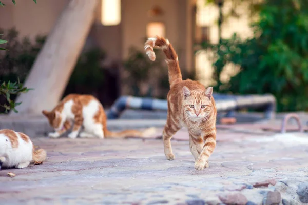 Homeless Cats Outdoors Animal Protection Concept — Stock Photo, Image