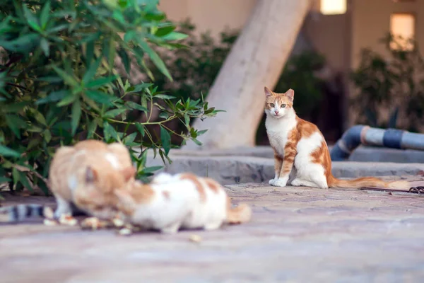 Homeless Cats Eat Food Outdoors Animal Protection Concept — Stock Photo, Image