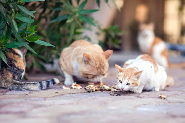 집없는 고양이들은 밖에서 음식을 먹는다 — 스톡 사진