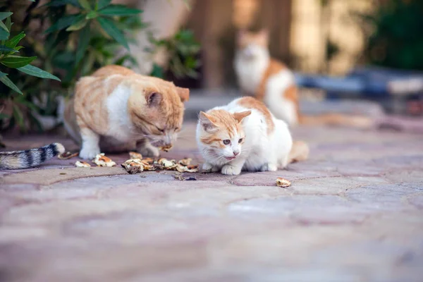 Homeless Cats Eat Food Outdoors Animal Protection Concept — Stock Photo, Image