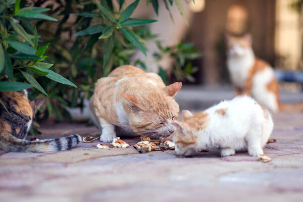 Homeless cats eat food outdoors. Animal protection concept