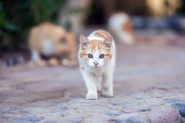 Kočky Bez Domova Venku Koncept Ochrany Zvířat — Stock fotografie