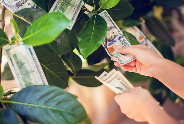 Uang Pohon Dengan Dolar Tagihan Tumbuh Pada Daun Tangan Mengumpulkan Stok Gambar