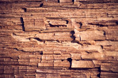 Ağaç kabuğu dokusu. Tahta duvar arkaplan paneli